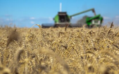 Trigo: con la cosecha finalizada, se prevé que las exportaciones suban 84% este año e ingresen USD 2.400 millones