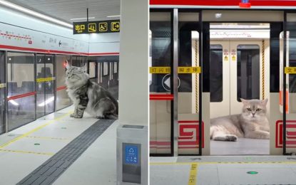 Fabuloso: un joven construyó un subte con estación incluida para gatos