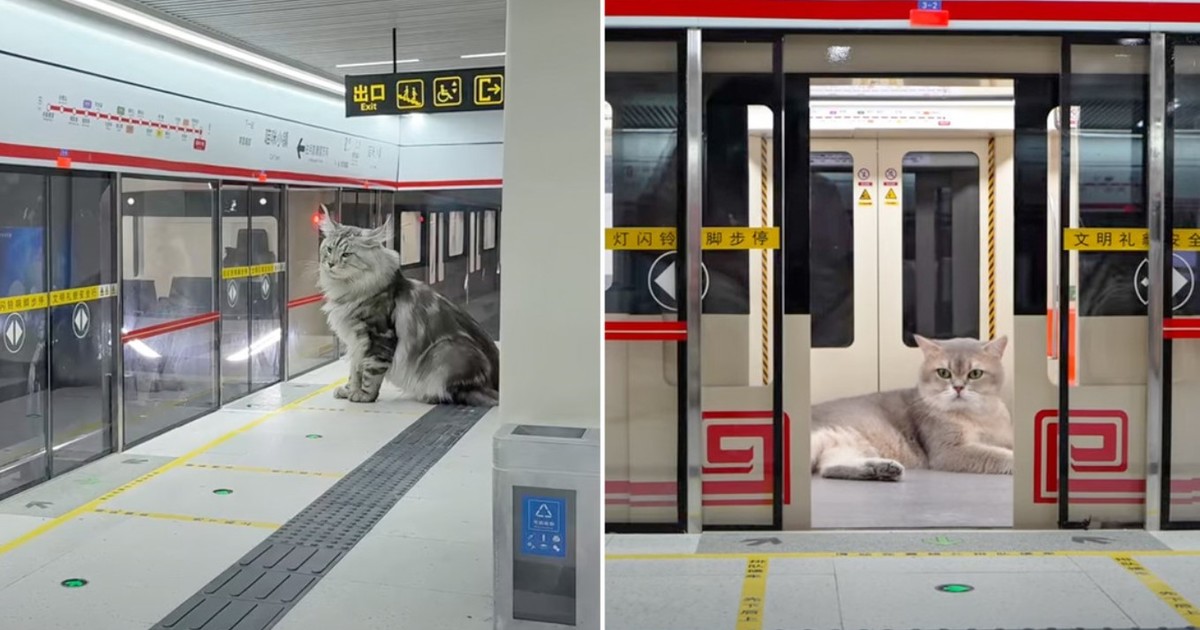 fabuloso:-un-joven-construyo-un-subte-con-estacion-incluida-para-gatos