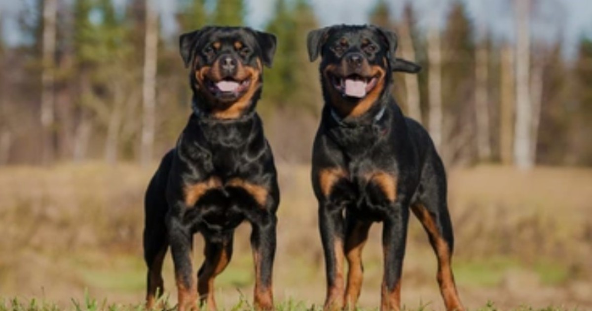 un-nene-de-2-anos-murio-atacado-por-rottweilers-mientras-su-ninera-dormia-la-siesta
