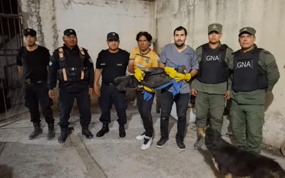 Ambiente envía un ejemplar de cóndor andino a Bs. As., para garantizar su recuperación