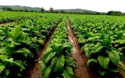 Asistencia del Gobierno de Jujuy a productores tabacaleros para enfrentar la cosecha