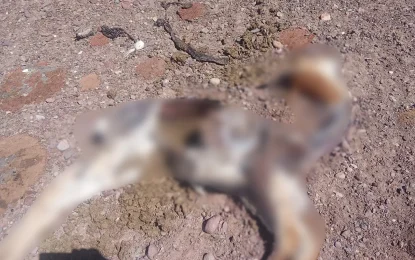 Investigan la muerte de vicuñas en la Reserva Provincial Altoandina de la Chinchilla