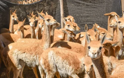 Histórico: imponen la multa más alta por caza furtiva de vicuñas en Jujuy
