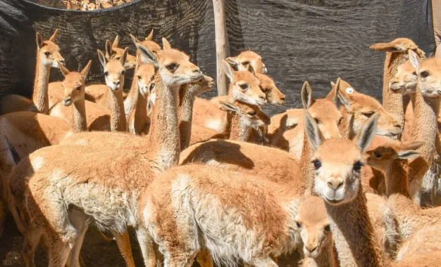 Histórico: imponen la multa más alta por caza furtiva de vicuñas en Jujuy